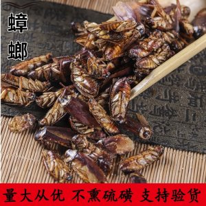 中藥材批發(fā) 蟑螂 藥用蟑螂 散裝蟑螂干 蟑螂粉量大從優(yōu)OEM/ODM定制代加工