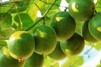 羅漢果提取物OEM代加工