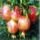 石榴皮籽提取物OEM代加工