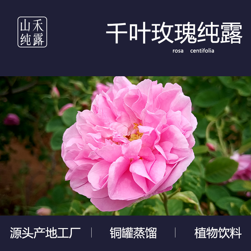 功能飲料玫瑰花水 千葉玫瑰純露OEM代加工