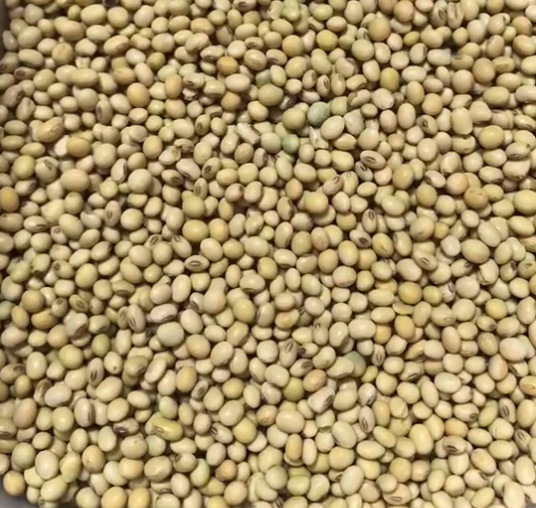 土黃豆OEM代加工