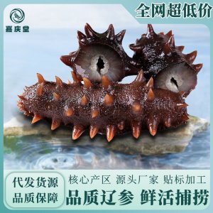 工廠直銷 大連冰鮮即食海參500克真空袋裝 酒店宴會(huì)專供食材 遼參